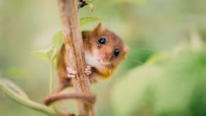 Dormouse Appeal